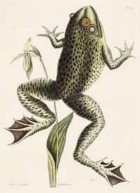 Bull Frog (Rana maxima) from The Natural History of Carolina, Florida, and the Bahama Islands (1754) by <a href="https://www.rawpixel.com/search/Mark%20Catesby?sort=curated&amp;page=1">Mark Catesby</a> (1683-1749). Original from The Beinecke Rare Book &amp; Manuscript Library. Digitally enhanced by rawpixel.