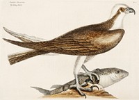 Fishing Hawk (Accipiter piscatorius) from The Natural History of Carolina, Florida, and the Bahama Islands (1754) by <a href="https://www.rawpixel.com/search/Mark%20Catesby?sort=curated&amp;page=1">Mark Catesby</a> (1683-1749). Original from The Beinecke Rare Book &amp; Manuscript Library. Digitally enhanced by rawpixel.