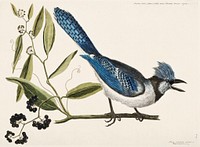 Crested Jay (Pica cristata carulea) from The Natural History of Carolina, Florida, and the Bahama Islands (1754) by <a href="https://www.rawpixel.com/search/Mark%20Catesby?sort=curated&amp;page=1">Mark Catesby</a> (1683-1749). Original from The Beinecke Rare Book &amp; Manuscript Library. Digitally enhanced by rawpixel.