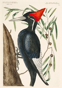 Ivory-billed Woodpecker (Campephilus principalis) from The Natural History of Carolina, Florida, and the Bahama Islands (1754) by <a href="https://www.rawpixel.com/search/Mark%20Catesby?sort=curated&amp;page=1">Mark Catesby</a> (1683-1749). Original from The Beinecke Rare Book &amp; Manuscript Library. Digitally enhanced by rawpixel.