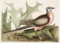 Pigeon of Passage (Palumbus Migratorius) from The Natural History of Carolina, Florida, and the Bahama Islands (1754) by <a href="https://www.rawpixel.com/search/Mark%20Catesby?sort=curated&amp;page=1">Mark Catesby</a> (1683-1749). Original from The Beinecke Rare Book &amp; Manuscript Library. Digitally enhanced by rawpixel.