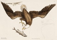 White Headed Eagle (Aquila capite albo) from The Natural History of Carolina, Florida, and the Bahama Islands (1754) by <a href="https://www.rawpixel.com/search/Mark%20Catesby?sort=curated&amp;page=1">Mark Catesby</a> (1683-1749). Original from The Beinecke Rare Book &amp; Manuscript Library. Digitally enhanced by rawpixel.