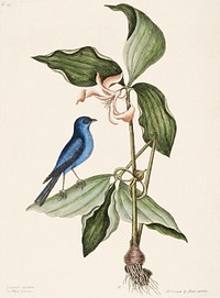 Blue Linnet (Linaria caerulea) from The Natural History of Carolina, Florida, and the Bahama Islands (1754) by <a href="https://www.rawpixel.com/search/Mark%20Catesby?sort=curated&amp;page=1">Mark Catesby</a> (1683-1749). Original from The Beinecke Rare Book &amp; Manuscript Library. Digitally enhanced by rawpixel.