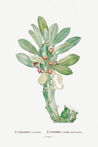 Euphorbia Neriifolia  Image from Histoire des Plantes Grasses (1799) by <a href="http://www.rawpixel.com/search/Pierre%20Joseph%20Redout%C3%A9?sort=curated&amp;type=all&amp;page=1">Pierre-Joseph Redout&eacute;</a>. Original from Biodiversity Heritage Library. Digitally enhanced by rawpixel.