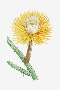 Vintage Cactus Grandiflorus vector