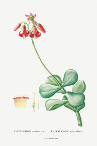Cotyledon Orbiculata Image from Histoire des Plantes Grasses (1799) by <a href="http://www.rawpixel.com/search/Pierre%20Joseph%20Redout%C3%A9?sort=curated&amp;type=all&amp;page=1">Pierre-Joseph Redout&eacute;</a>. Original from Biodiversity Heritage Library. Digitally enhanced by rawpixel.