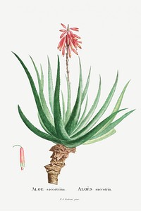 Aloe Socotrina illustration poster mockup