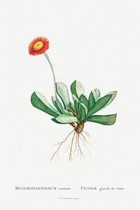 Mesembryanthemum Caninum illustration poster mockup