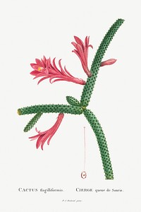 Cactus Flagelliformis Image from Histoire des Plantes Grasses (1799) by <a href="http://www.rawpixel.com/search/Pierre%20Joseph%20Redout%C3%A9?sort=curated&amp;type=all&amp;page=1">Pierre-Joseph Redout&eacute;</a>. Original from Biodiversity Heritage Library. Digitally enhanced by rawpixel.