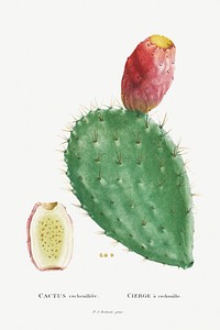 Cactus Cochenillifer Image from Histoire des Plantes Grasses (1799) by <a href="http://www.rawpixel.com/search/Pierre%20Joseph%20Redout%C3%A9?sort=curated&amp;type=all&amp;page=1">Pierre-Joseph Redout&eacute;</a>. Original from Biodiversity Heritage Library. Digitally enhanced by rawpixel.