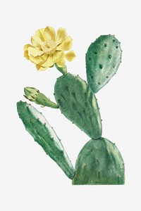 Vintage Cactus Opuntia vector