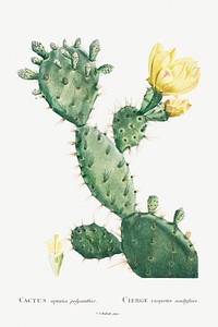 Aloe Opuntia Polyanthos Image from Histoire des Plantes Grasses (1799) by <a href="http://www.rawpixel.com/search/Pierre%20Joseph%20Redout%C3%A9?sort=curated&amp;type=all&amp;page=1">Pierre-Joseph Redout&eacute;</a>. Original from Biodiversity Heritage Library. Digitally enhanced by rawpixel.