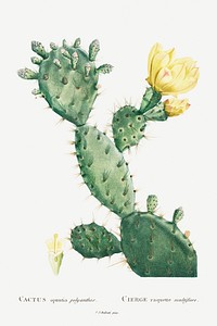 Aloe Opuntia Polyanthos illustration poster mockup
