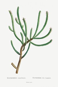 Euphorbia Canariensis Image from Histoire des Plantes Grasses (1799) by <a href="http://www.rawpixel.com/search/Pierre%20Joseph%20Redout%C3%A9?sort=curated&amp;type=all&amp;page=1">Pierre-Joseph Redout&eacute;</a>. Original from Biodiversity Heritage Library. Digitally enhanced by rawpixel.