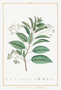 Ehretia Internodis Image from Stirpes Novae aut Minus Cognitae (1784) by <a href="https://www.rawpixel.com/search/redoute?sort=curated&amp;type=all&amp;page=1">Pierre-Joseph Redout&eacute;</a> and Charles Louis L&#39;H&eacute;ritier de Brutelle. Original from Biodiversity Heritage Library. Digitally enhanced by rawpixel.