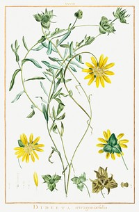 Didelta Tetragoniaefolia Image from Stirpes Novae aut Minus Cognitae (1784) by <a href="https://www.rawpixel.com/search/redoute?sort=curated&amp;type=all&amp;page=1">Pierre-Joseph Redout&eacute;</a> and Charles Louis L&#39;H&eacute;ritier de Brutelle. Original from Biodiversity Heritage Library. Digitally enhanced by rawpixel.