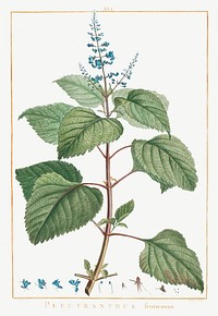 Plectranthus Fruticosus Image from Stirpes Novae aut Minus Cognitae (1784) by <a href="https://www.rawpixel.com/search/redoute?sort=curated&amp;type=all&amp;page=1">Pierre-Joseph Redout&eacute;</a> and Charles Louis L&#39;H&eacute;ritier de Brutelle. Original from Biodiversity Heritage Library. Digitally enhanced by rawpixel.