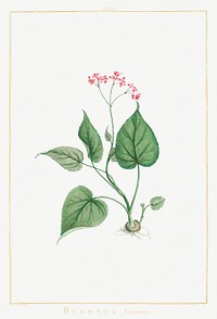 Begonia Erminea Image from Stirpes Novae aut Minus Cognitae (1784) by <a href="https://www.rawpixel.com/search/redoute?sort=curated&amp;type=all&amp;page=1">Pierre-Joseph Redout&eacute;</a> and Charles Louis L&#39;H&eacute;ritier de Brutelle. Original from Biodiversity Heritage Library. Digitally enhanced by rawpixel.