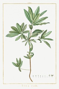 Itea Cyrilla Image from Stirpes Novae aut Minus Cognitae (1784) by <a href="https://www.rawpixel.com/search/redoute?sort=curated&amp;type=all&amp;page=1">Pierre-Joseph Redout&eacute;</a> and Charles Louis L&#39;H&eacute;ritier de Brutelle. Original from Biodiversity Heritage Library. Digitally enhanced by rawpixel.