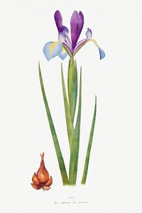 Iris Xiphium Var Praecox from The genus Iris by <a href="https://www.rawpixel.com/search/William%20Rickatson%20Dykes?sort=curated&amp;type=all&amp;page=1">William Rickatson Dykes</a> (1877-1925). Original from The Biodiversity Heritage Library. Digitally enhanced by rawpixel