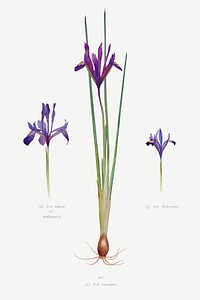 Iris Reticulata, Iris Histrio var. Orthopetala and Iris Bakeriana from The genus Iris by <a href="https://www.rawpixel.com/search/William%20Rickatson%20Dykes?sort=curated&amp;type=all&amp;page=1">William Rickatson Dykes</a> (1877-1925). Original from The Biodiversity Heritage Library. Digitally enhanced by rawpixel