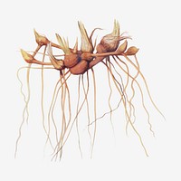 Vintage Iris flower root illustration vector