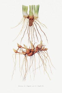 Rhizomes of a Pogoniris and of a Regelia Iris from The genus Iris by William Rickatson Dykes (1877-1925). Original from The Biodiversity Heritage Library. Digitally enhanced by rawpixel