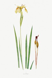 Iris Wilsoni from The Genus Iris (1913) by <a href="https://www.rawpixel.com/search/William%20Rickatson%20Dykes?sort=curated&amp;type=all&amp;page=1">William Rickatson Dykes</a>. Original from The Biodiversity Heritage Library. Digitally enhanced by rawpixel