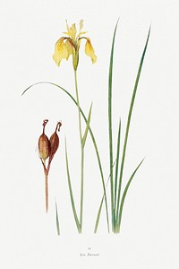 Iris Forrestii from The Genus Iris (1913) by <a href="https://www.rawpixel.com/search/William%20Rickatson%20Dykes?sort=curated&amp;type=all&amp;page=1">William Rickatson Dykes</a>. Original from The Biodiversity Heritage Library. Digitally enhanced by rawpixel