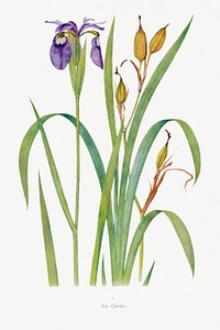 Iris Clarkei from The Genus Iris (1913) by <a href="https://www.rawpixel.com/search/William%20Rickatson%20Dykes?sort=curated&amp;type=all&amp;page=1">William Rickatson Dykes</a>. Original from The Biodiversity Heritage Library. Digitally enhanced by rawpixel