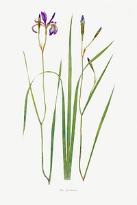 Iris Prismatica from The Genus Iris (1913) by <a href="https://www.rawpixel.com/search/William%20Rickatson%20Dykes?sort=curated&amp;type=all&amp;page=1">William Rickatson Dykes</a>. Original from The Biodiversity Heritage Library. Digitally enhanced by rawpixel