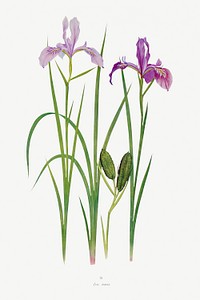Iris Tenax The Genus Iris (1913) by <a href="https://www.rawpixel.com/search/William%20Rickatson%20Dykes?sort=curated&amp;type=all&amp;page=1">William Rickatson Dykes</a>. Original from The Biodiversity Heritage Library. Digitally enhanced by rawpixel