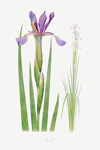 Iris Spuria from The Genus Iris (1913) by <a href="https://www.rawpixel.com/search/William%20Rickatson%20Dykes?sort=curated&amp;type=all&amp;page=1">William Rickatson Dykes</a>. Original from The Biodiversity Heritage Library. Digitally enhanced by rawpixel