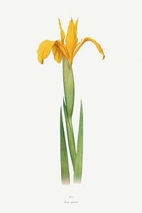 Iris Aurea from The Genus Iris (1913) by <a href="https://www.rawpixel.com/search/William%20Rickatson%20Dykes?sort=curated&amp;type=all&amp;page=1">William Rickatson Dykes</a>. Original from The Biodiversity Heritage Library. Digitally enhanced by rawpixel