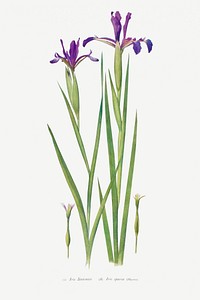 Iris Sintenisii and Iris Spuria from The Genus Iris (1913) by <a href="https://www.rawpixel.com/search/William%20Rickatson%20Dykes?sort=curated&amp;type=all&amp;page=1">William Rickatson Dykes</a>. Original from The Biodiversity Heritage Library. Digitally enhanced by rawpixel