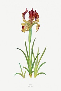 Iris Sari from The genus Iris by <a href="https://www.rawpixel.com/search/William%20Rickatson%20Dykes?sort=curated&amp;type=all&amp;page=1">William Rickatson Dykes</a> (1877-1925). Original from The Biodiversity Heritage Library. Digitally enhanced by rawpixel