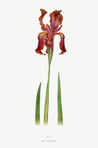 Iris Stolonifera from The genus Iris by <a href="https://www.rawpixel.com/search/William%20Rickatson%20Dykes?sort=curated&amp;type=all&amp;page=1">William Rickatson Dykes</a> (1877-1925). Original from The Biodiversity Heritage Library. Digitally enhanced by rawpixel