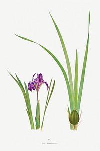 Iris Kumaonensis from The genus Iris by <a href="https://www.rawpixel.com/search/William%20Rickatson%20Dykes?sort=curated&amp;type=all&amp;page=1">William Rickatson Dykes</a> (1877-1925). Original from The Biodiversity Heritage Library. Digitally enhanced by rawpixel