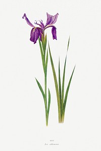 Iris Sikkimensis from The genus Iris by <a href="https://www.rawpixel.com/search/William%20Rickatson%20Dykes?sort=curated&amp;type=all&amp;page=1">William Rickatson Dykes</a> (1877-1925). Original from The Biodiversity Heritage Library. Digitally enhanced by rawpixel