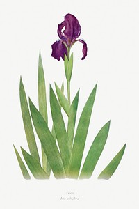 Iris Subbiflora from The genus Iris by <a href="https://www.rawpixel.com/search/William%20Rickatson%20Dykes?sort=curated&amp;type=all&amp;page=1">William Rickatson Dykes</a> (1877-1925). Original from The Biodiversity Heritage Library. Digitally enhanced by rawpixel