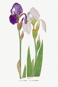Iris Madonna from The genus Iris by <a href="https://www.rawpixel.com/search/William%20Rickatson%20Dykes?sort=curated&amp;type=all&amp;page=1">William Rickatson Dykes</a> (1877-1925). Original from The Biodiversity Heritage Library. Digitally enhanced by rawpixel
