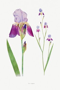 Iris Trojana from The genus Iris by <a href="https://www.rawpixel.com/search/William%20Rickatson%20Dykes?sort=curated&amp;type=all&amp;page=1">William Rickatson Dykes</a> (1877-1925). Original from The Biodiversity Heritage Library. Digitally enhanced by rawpixel