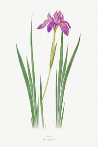 Iris Nepalensis from The genus Iris by <a href="https://www.rawpixel.com/search/William%20Rickatson%20Dykes?sort=curated&amp;type=all&amp;page=1">William Rickatson Dykes</a> (1877-1925). Original from The Biodiversity Heritage Library. Digitally enhanced by rawpixel