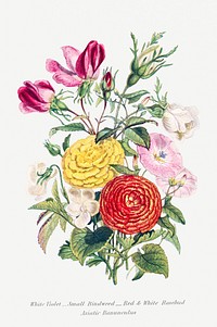 White Violet, Small Bindweed, Red and White Rosebud and Asiatic Ranunculus from The Language of Flowers, or, Floral Emblems of Thoughts, Feelings, and Sentiments (1896) by <a href="https://www.rawpixel.com/search/Robert%20Tyas?sort=curated&amp;type=all&amp;page=1">Robert Tyas</a>. Original from The Biodiversity Heritage Library. Digitally enhanced by rawpixel.