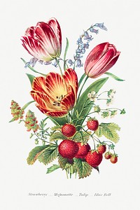 Strawberry, Mignonette, Tulip, and Blue Bell and from The Language of Flowers, or, Floral Emblems of Thoughts, Feelings, and Sentiments (1896) by <a href="https://www.rawpixel.com/search/Robert%20Tyas?sort=curated&amp;type=all&amp;page=1">Robert Tyas</a>. Original from The Biodiversity Heritage Library. Digitally enhanced by rawpixel.