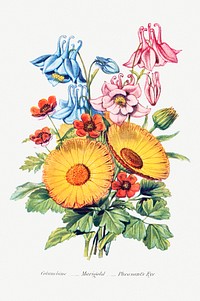 Columbine, Marigold and Pheasant&#39;s Eye from The Language of Flowers, or, Floral Emblems of Thoughts, Feelings, and Sentiments (1896) by <a href="https://www.rawpixel.com/search/Robert%20Tyas?sort=curated&amp;type=all&amp;page=1">Robert Tyas</a>. Original from The Biodiversity Heritage Library. Digitally enhanced by rawpixel.