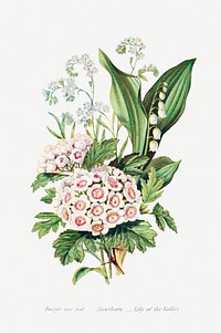 Forget Me Not, Hawthorn and Lily of the Valley from The Language of Flowers, or, Floral Emblems of Thoughts, Feelings, and Sentiments (1896) by <a href="https://www.rawpixel.com/search/Robert%20Tyas?sort=curated&amp;type=all&amp;page=1">Robert Tyas</a>. Original from The Biodiversity Heritage Library. Digitally enhanced by rawpixel.