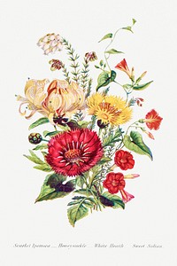 Scarlet Ipomoea, Honeysuckle, White Heath and Sweet Sulian from The Language of Flowers, or, Floral Emblems of Thoughts, Feelings, and Sentiments (1896) by <a href="https://www.rawpixel.com/search/Robert%20Tyas?sort=curated&amp;type=all&amp;page=1">Robert Tyas</a>. Original from The Biodiversity Heritage Library. Digitally enhanced by rawpixel.