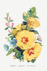 Hollyhock, Hepatica and Rest Harrow from The Language of Flowers, or, Floral Emblems of Thoughts, Feelings, and Sentiments (1896) by <a href="https://www.rawpixel.com/search/Robert%20Tyas?sort=curated&amp;type=all&amp;page=1">Robert Tyas</a>. Original from The Biodiversity Heritage Library. Digitally enhanced by rawpixel.
