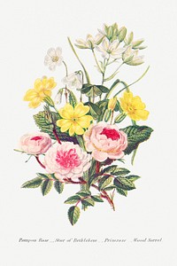 Pompon Rose, Star of Bethlehem, Primrose and Wood Sorrel from The Language of Flowers, or, Floral Emblems of Thoughts, Feelings, and Sentiments (1896) by <a href="https://www.rawpixel.com/search/Robert%20Tyas?sort=curated&amp;type=all&amp;page=1">Robert Tyas</a>. Original from The Biodiversity Heritage Library. Digitally enhanced by rawpixel.